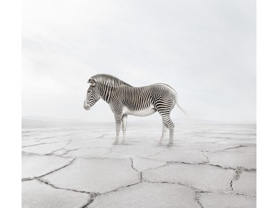 Zen Zebra